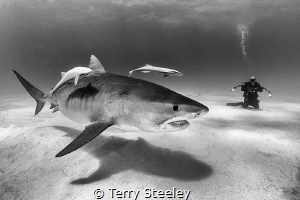 'If there is magic on this planet, it is contained in wat... by Terry Steeley 